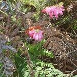 Erica ciliarisFlors