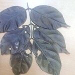 Tachigali richardiana Hoja