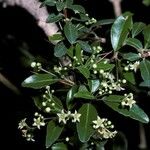 Gymnosporia royleana Flower