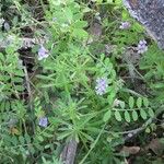 Vicia ludoviciana Habitat