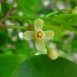 Xylocarpus granatum Квітка