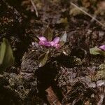 Polygala longicaulis 整株植物