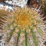 Weberbauerocereus weberbaueri 其他