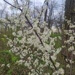 Prunus americana Bloem