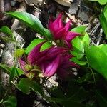 Arthroclianthus balansae