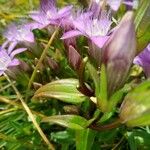 Gentianella germanica Folha