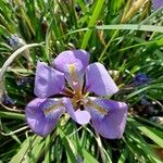 Iris unguicularis Fleur