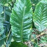 Castanea mollissima Φύλλο