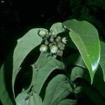 Vismia sessilifolia Φρούτο