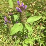 Prunella vulgarisFlower