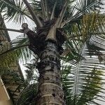 Cocos nucifera Corteza