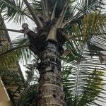 Cocos nucifera Escorça