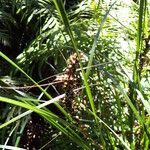 Lomandra longifolia Fruto