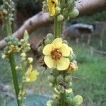 Verbascum nigrum花