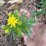 Chrysopsis mariana Flower