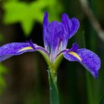 Iris giganticaerulea 花