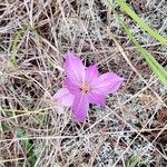 Colchicum bivonae Blodyn