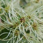 Clematis virginiana Fruit