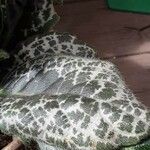 Episcia cupreata Leaf