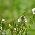 Veronica catenata Flor