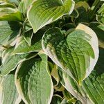 Hosta plantaginea Lapas