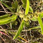 Melhania ovata Leaf