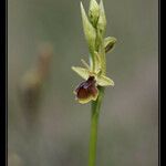 Ophrys × apicula