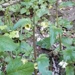 Scrophularia trifoliata Likasa