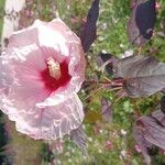 Hibiscus moscheutosFlors