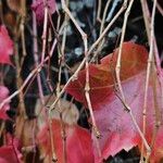 Parthenocissus tricuspidata Cortiza