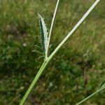 Serratula tinctoria Fuelha