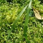 Bromus catharticusLeaf