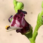 Scrophularia frutescens Blüte