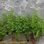 Asplenium fissum Yeri