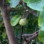 Annona cherimola 果実