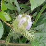 Passiflora foetida Blüte