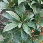 Pieris formosa Likasa