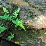 Dryopteris carthusiana برگ