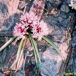 Allium yosemitense Květ