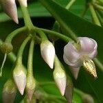 Ardisia humilis Цвят
