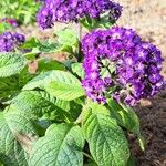 Heliotropium arborescens Celota