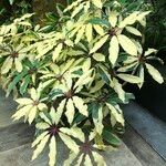 Schefflera pueckleri cv. 'Variegata' Habitat