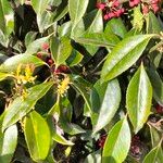 Ilex cassine Blatt