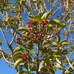 Ilex rotunda Fruit