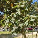 Ficus coronata Leaf