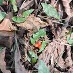 Geophila repens Fruit