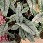 Alocasia heterophylla List