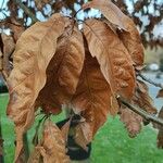 Quercus imbricaria List