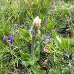 Hypochaeris uniflora Habit