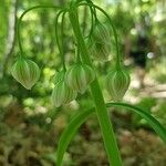 Allium pendulinum Virág